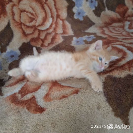 Котята в хорошие руки