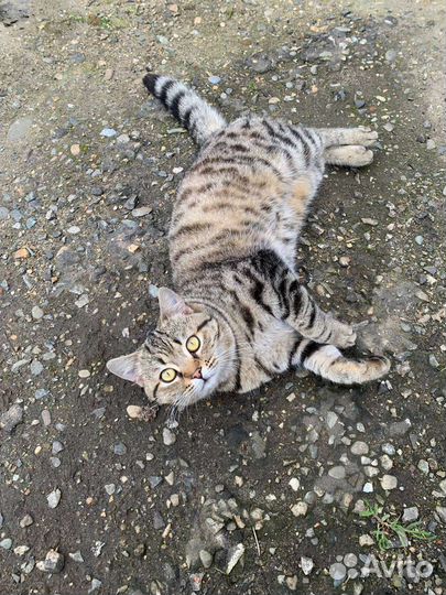 Кот бесплатно