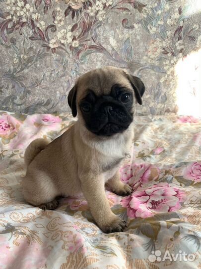 Щенки мопса