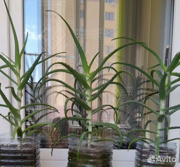 Алоэ столетник