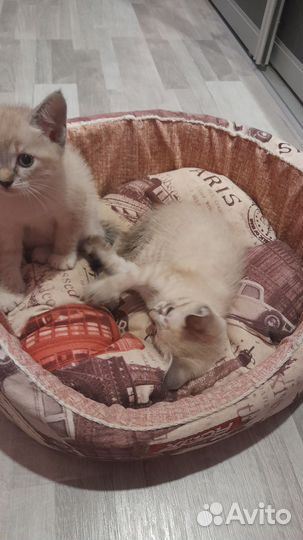 Кошка в дар бесплатно