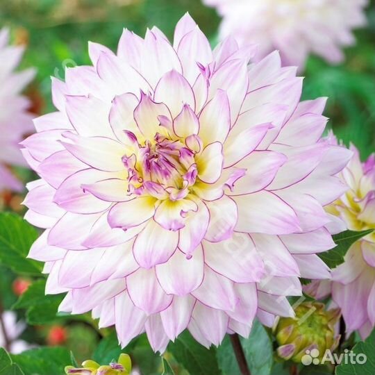 Георгины белые (жемчужина)