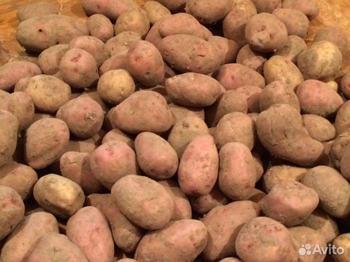 Картофель пензенский