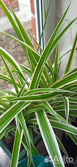 Хлорофитум сортовой