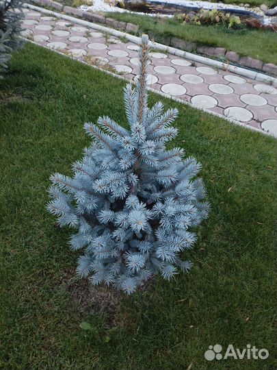 Голубые ели