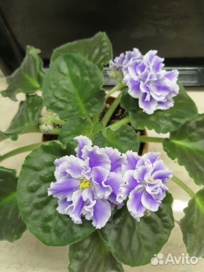 Сортовые фиалки