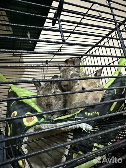 Белки в добрые руки