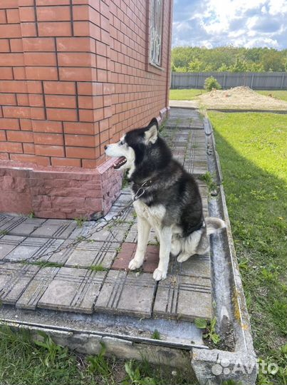 Собака Хаски, ищем невесту