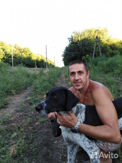 Дрессировка собак