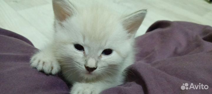 Котенок в добрые руки
