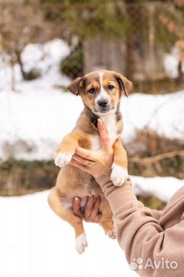 Щенок девочка в дар