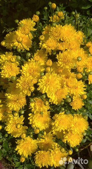Хризантемы