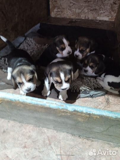 Продам щенков бигля