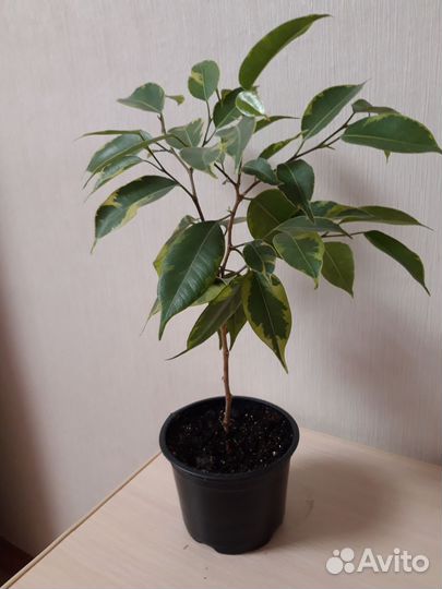 Фикус бенджамина Бафт