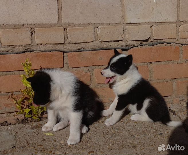 Щенки русско европейской лайки