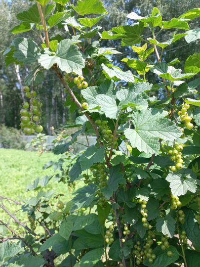 Дача 69 м² на участке 9 сот.