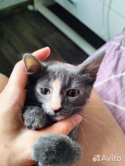 Котенок с необычным окрасом