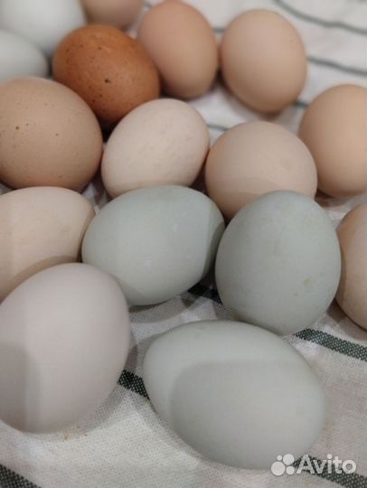 Инк.яйцо Виандот золото,Брама Изабелла,смесь пород