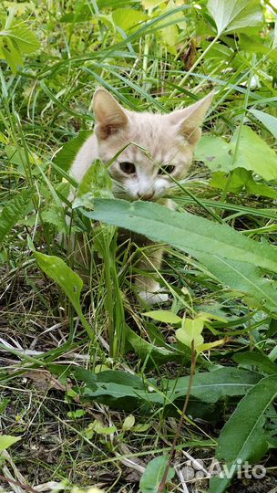 Рыжий котенок мальчик 2.5 месяца