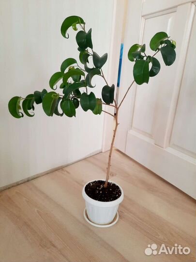 Фикусы бенджамина фикусы сортовые