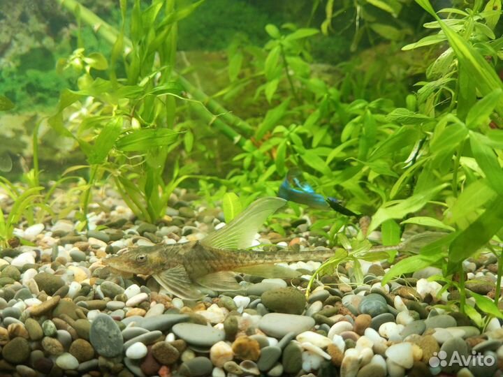 Продам рыбу