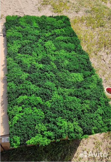 Свежий стабилизированный мох от производителя