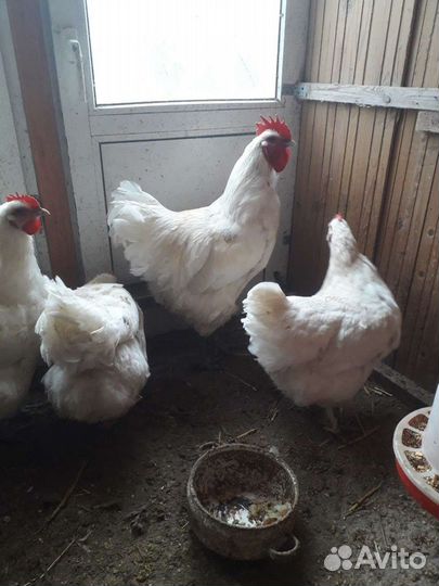 Куры петухи