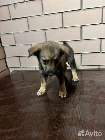 Щенки. мальчики и девочки. С Ушами.) В добрые