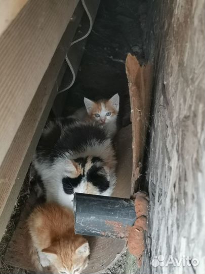 Котенок в добрые руки