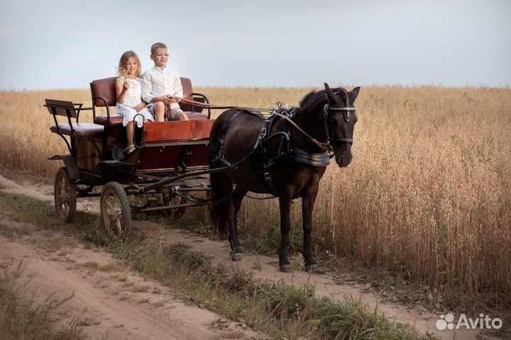 Катание на экипаже