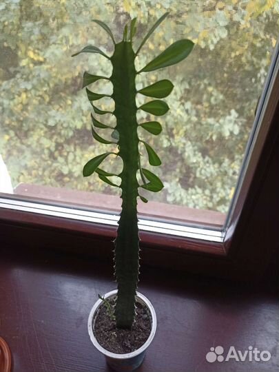 Молочай трехгранный