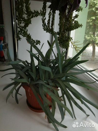 Алоэ декоративный