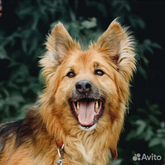 Собаки бесплатно в добрые руки