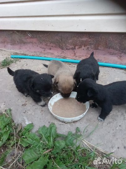 Щенки от маленькой собачки