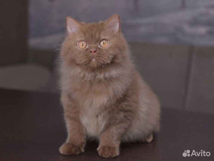 Озорной котик