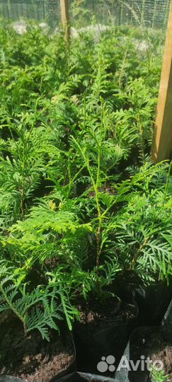 Туя брабант