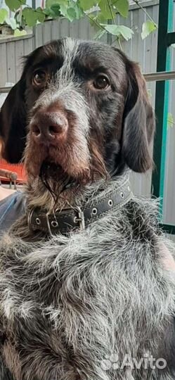 Вязка собак