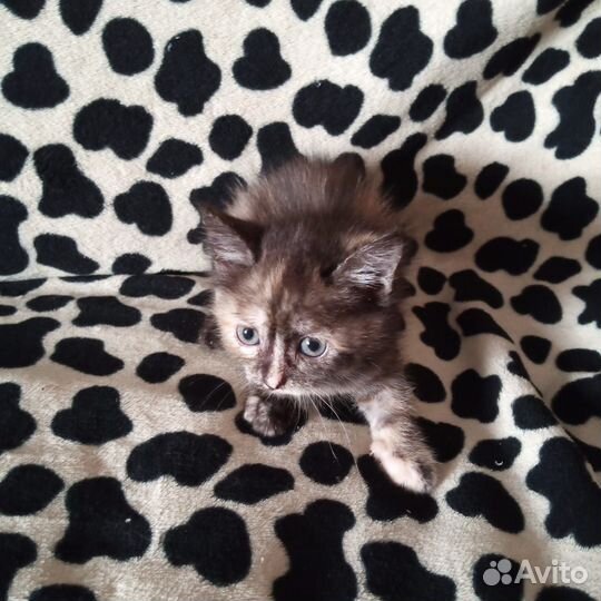 Котята отдам бесплатно