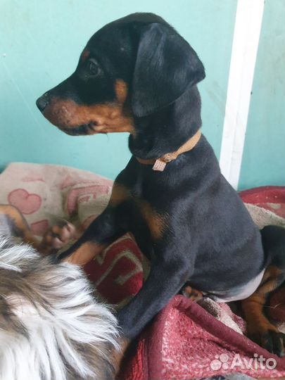 Щенок добермана