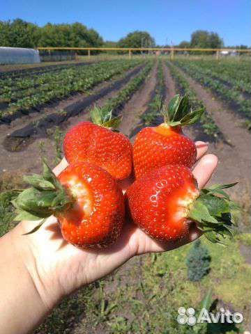 Воздушная рассада клубники (усики)