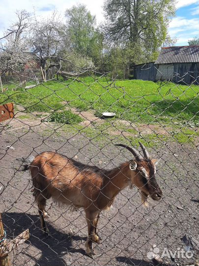 Козачки, коза