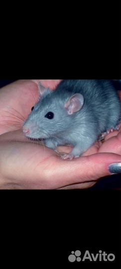 Крысы дамбо,хомячки