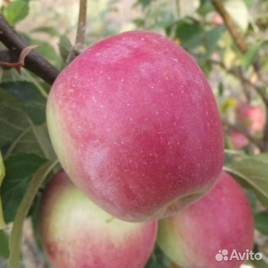 Яблоня зимняя Пасхальное