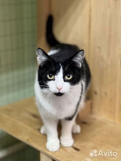 Кошечка в дар