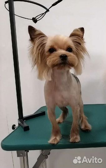 Йоркширский терьер