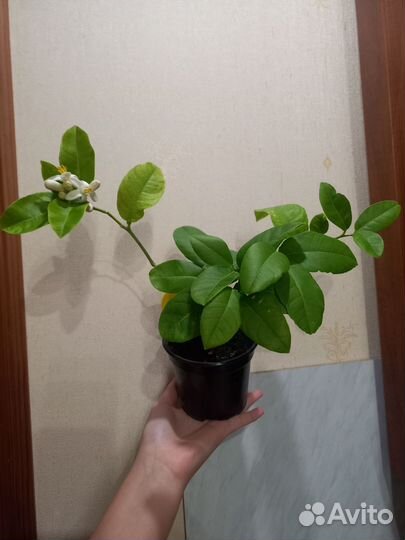 Лимонное дерево сорт Пандероза с цветами