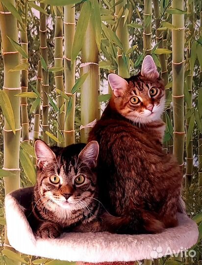 Котята-рысята