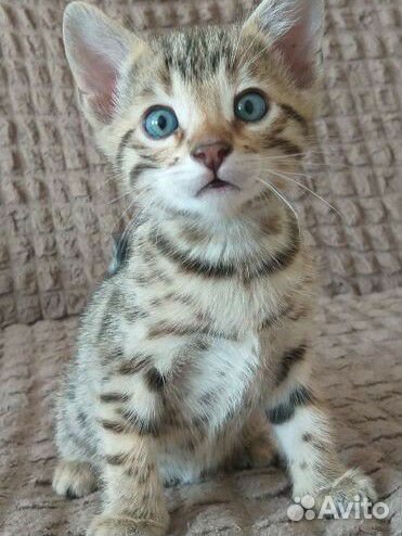 Бенгальские котята