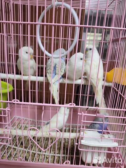 Волнистый попугай