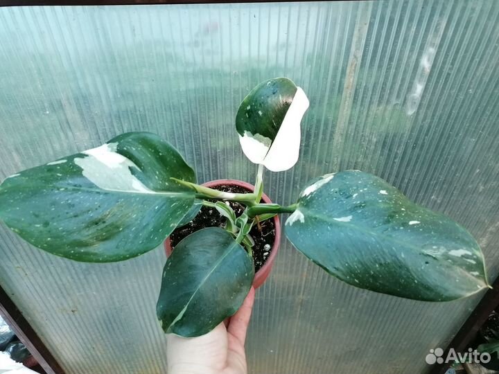 Филодендрон Белый Волшебник (Вайт Визард)